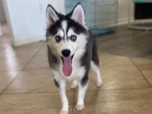 Pomsky 1