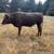 Wagyu cross steers 1 thumbnail