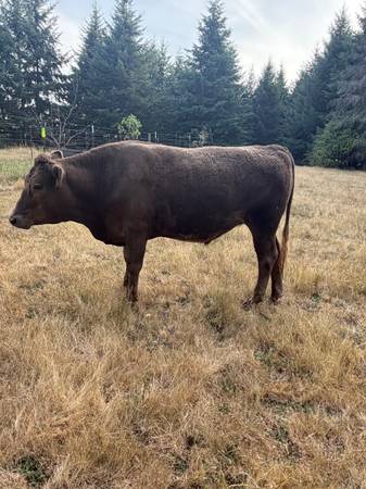 Wagyu cross steers 1