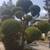Tree Pruning Hedge Trimming Lawn Garden Maintenance Owner Operated 10 thumbnail