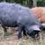 KuneKune and American Guinea Hogs, prices vary-$200 19 thumbnail