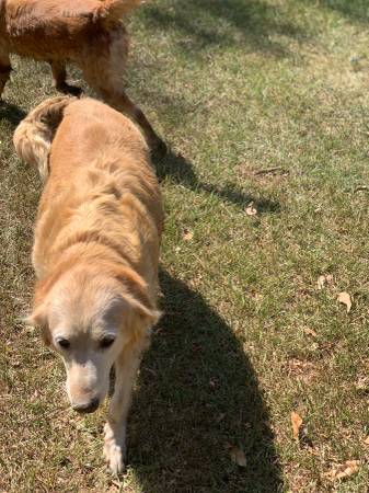 Golden Retriever-Hembra (Katy)63859317855233120