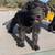 Mini Schnauzer 2 thumbnail