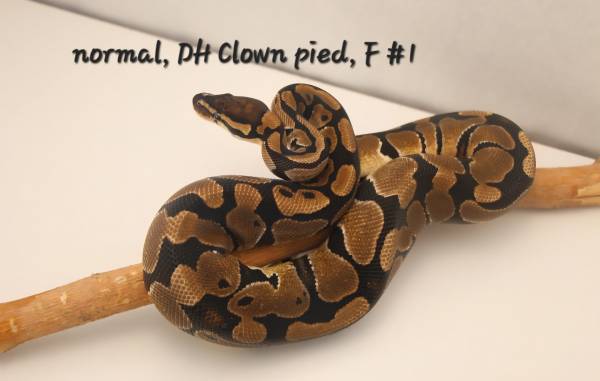 Rehoming a large collection of ball pythons (Thornton)63679675308673123