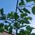 Fruiting Weeping Mulberry Tree 2 thumbnail