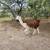 Male Llamas 3 years old intact 6 thumbnail