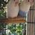 Lovebirds 4 thumbnail