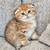 Cuties scottish fold and British 3 thumbnail