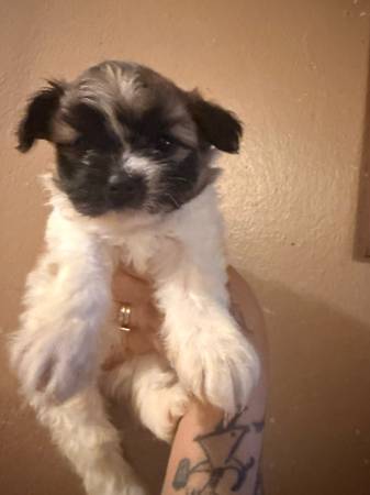 Rehoming shihtzu puppies (Bronx)64034336891265121