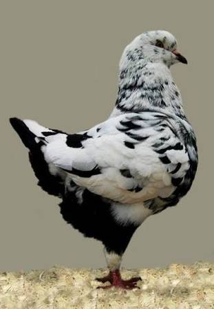 Wanted - pigeons 1