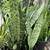 Sansevieria plant( Snake plant or Mother in law plant) 8 thumbnail