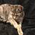 Sweet kittens in need of homes due to care of handicap family member 10 thumbnail