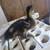 Rouen ducklings 2 thumbnail
