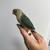 Handfed turquoise green cheek conure babies 2 thumbnail