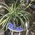 Cute ceramic frog planter full of healthy spider plant 3 thumbnail
