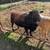 *pending* Mixed Hair Sheep for sale Dorper/ Katahdin 3 thumbnail