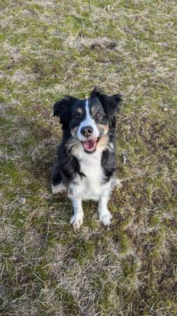 ? ¡Ellie necesita un hogar más relajado! ??? (Snohomish)63942367851651122