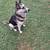 Husky/German Shepherd 4 thumbnail
