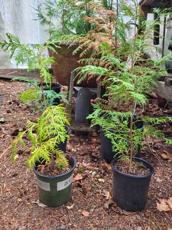 Cedar trees in pots 1