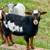 Myotonic (Tennessee Meat) Wether Goats 4 thumbnail