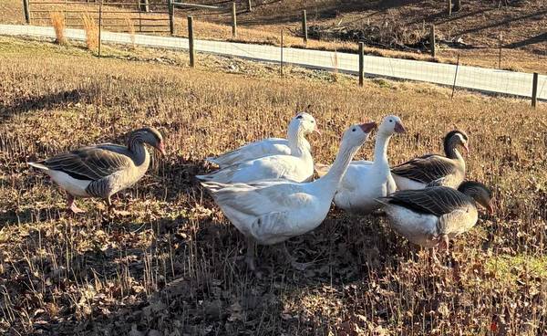 Cotton Patch Gander / Young 1