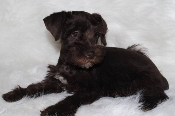 Miniature Schnauzer pup (Muscle shoals)63618297591169120