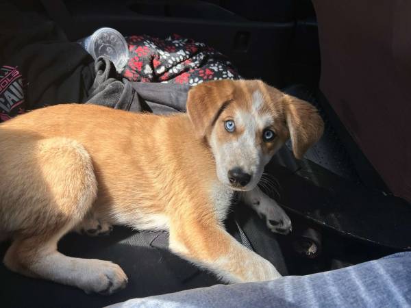 Husky Red Heeler (Roanoke/Salem)64037454017409124