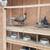 Silver pheasant pair 1 thumbnail