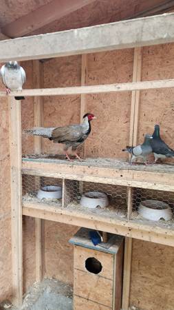 Silver pheasant pair 1