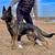 Akc German shepherds Working line 4 thumbnail