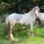 2yo Gypsy Vanner Gelding 2 thumbnail