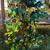 Artificial Ficus tree with 7’ new. 5 thumbnail