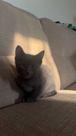 Free kittens (East Wenatchee)63809105410563121