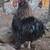 Silkie rooster 1 thumbnail