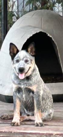 Cachorro macho Blue Heeler AKC (Houston)63859315276161120