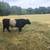 Registered Belted Galloway Bull 1 thumbnail