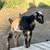 Nigerian Dwarf Buckling 1 thumbnail