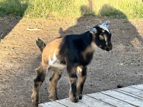 Nigerian Dwarf Buckling 1