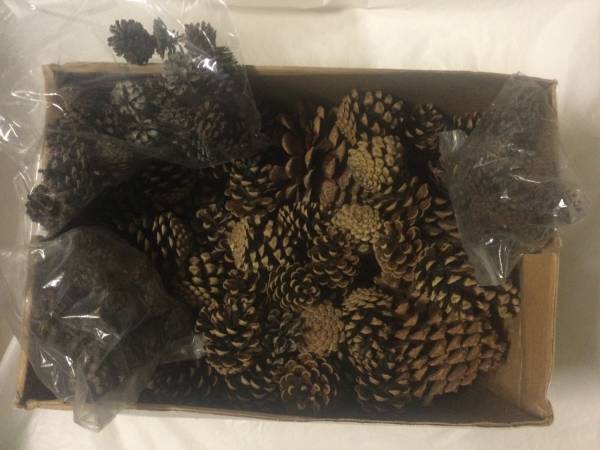 Pinecones Art or Classroom Use 1