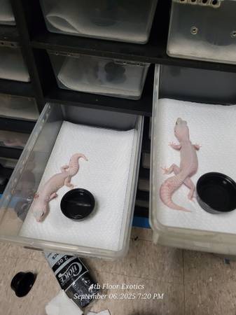 Leopard geckos (Perkasie)63797740324993120