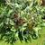 Staghorn Fern 3 thumbnail