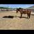 7 year old all around appendix quarter horse 1 thumbnail