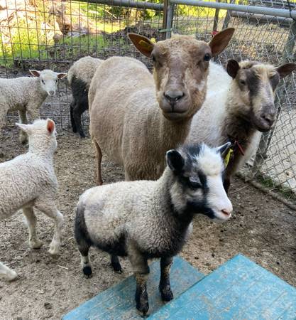 Lambs, Rams - $125 (Enumclaw)63471454952707121