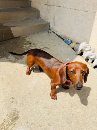 Dachshund hembra63804731282049124