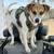 Medium size male jack russel mix 2 thumbnail