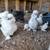 Hatching Eggs / Chicks 16 thumbnail