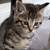 Kittens 2 thumbnail