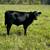 3yo beef Cow/calf pair, gentle 100% grass fed 8 thumbnail