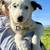 Border Collie 1 thumbnail