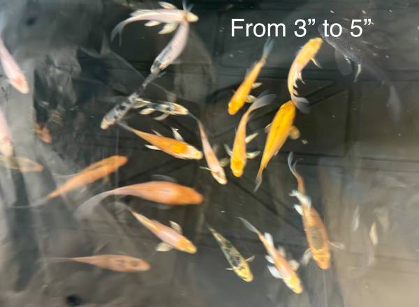 Koi fish 1